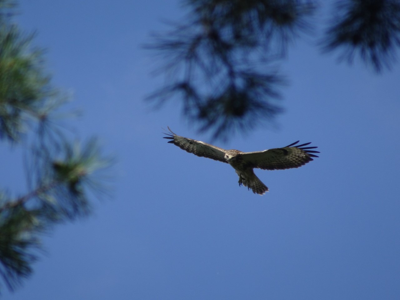 Venray fauna inspecteur